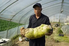 浙江粮食生产实现“九连增” 田野正“冬忙”图片