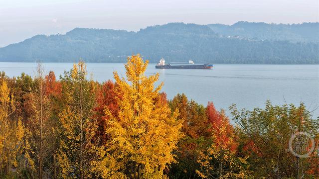 重庆忠县：长江彩林入画来