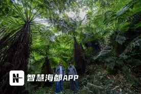 罗源深山桫椤群落，村民守护下的“活化石”！图片