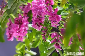 红槐花虽美，不可亵玩焉图片