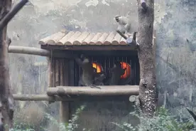 电热地暖泡温泉 成都动物园的“毛孩子们”过冬好安逸！图片