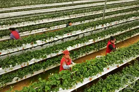 “空中”草莓管护忙图片