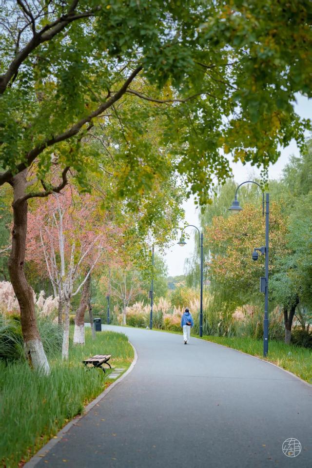粉黛、菊展、芦苇正盛，东湖最美秋光上线！