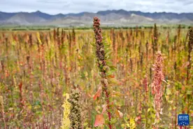 铸牢共同体 中华一家亲｜雪域高原焕新貌：高原藜麦种植带动西藏农户增收图片