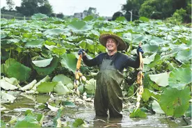 脆甜莲藕采收忙图片