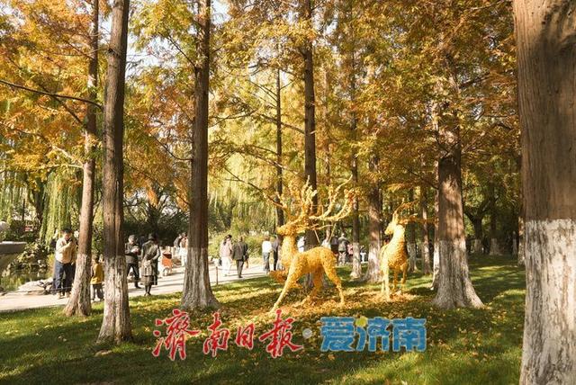 一年四季 泉在济南丨五龙潭水杉林现“银杏鹿”，落叶巧变打卡美景