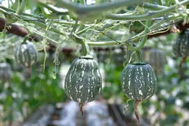 78个！广州蔬菜新品种示范推广活动专家推荐品种揭晓图片