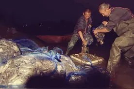 上海崇明岛30万只小螃蟹“飞”抵华蓥山 9月份“爬”上市民餐桌丨新春走基层图片