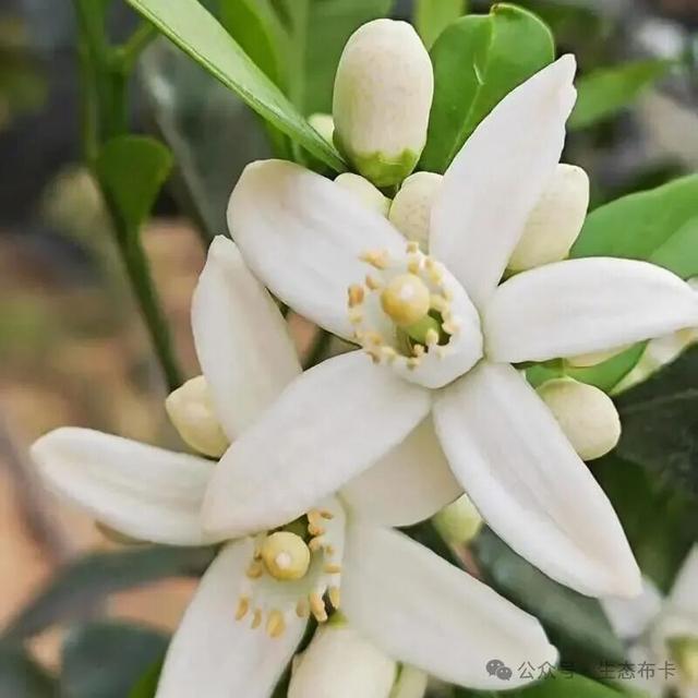 ​来东川拖布卡，赴一场繁花之约！