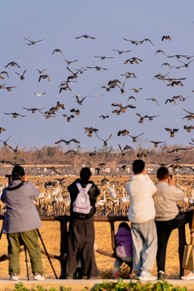 元旦去哪儿？来江西，赴一场候鸟之约