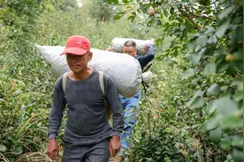 湖南沅陵借母溪：小小油茶树 铺就增收路图片
