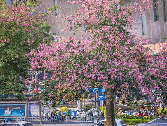 一抬头就沦陷！此刻，南宁正在疯狂涨“粉”
