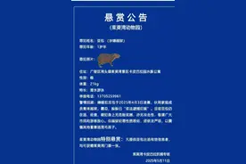 “越狱相当敏捷！”扬州一动物园悬赏捉拿拖家带口出逃的卡皮巴拉：提供线索奖米和鸡蛋图片