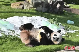 国宝4岁啦！大熊猫枫浜在日本动物园欢度生日图片
