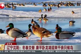 辽宁沈阳：冬春交替 康平卧龙湖迎来千余只候鸟视频封面