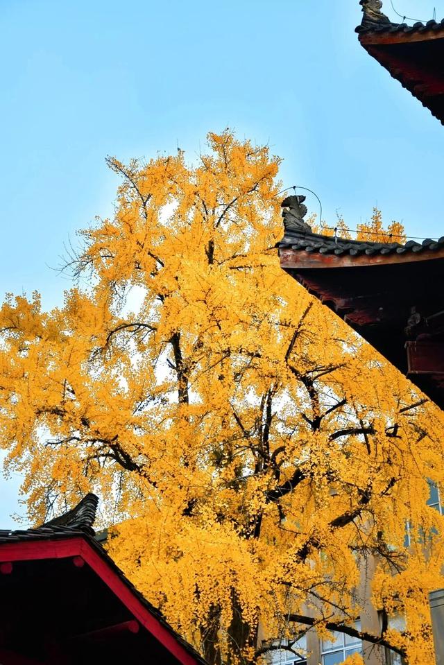 邂逅如画江西的小“杏”运