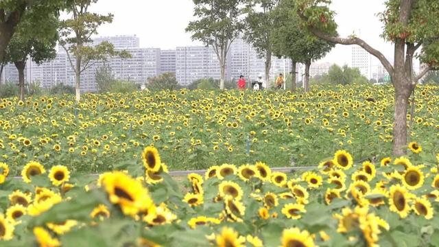 超出片！崇川滨江向日葵花海全网刷屏