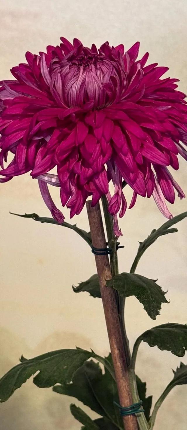 秦淮花事 | 甘熙宅第赏菊正当时（文末有彩蛋）