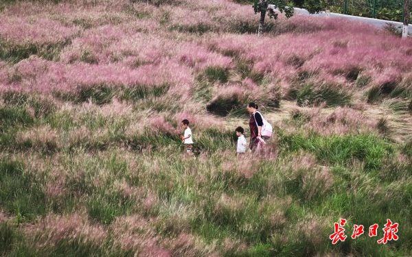 二妃山公园粉黛喊你来打卡