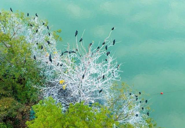 写点生活｜湘湖鹭影