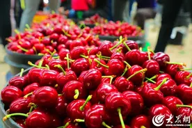 潍坊临朐：大樱桃基地直采行活动盛大开启图片