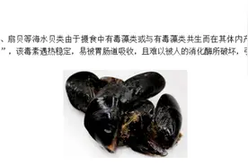 提醒：这种贝类近期别买、别吃！图片