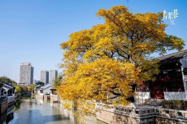 街头大量出现！常州人都已经捡上了