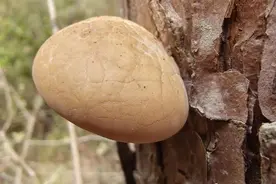 陕西发现真菌新物种秦岭隐孔菌图片