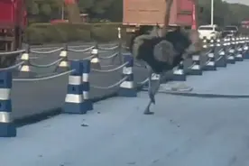 海宁一只鸵鸟“出逃”，在马路上狂奔，警察紧急出动！图片