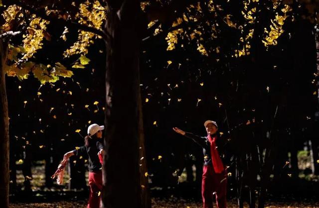 京城寻秋 | 银杏叶织金毯，古塔公园飘起“落叶雨”