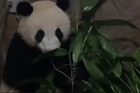 成都大熊猫繁育研究基地：“轮辉”术后一切正常，吃得香香图片