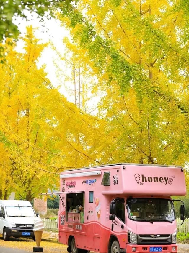 金灿灿！成都人的“顶流”上线，错过等一年！