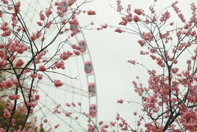 早樱盛放，中樱萌动！顾村公园樱花观赏指数及全攻略发布