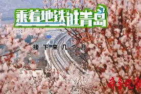 乘着地铁逛青岛丨青岛的赏花季就要来啦，带您乘着地铁去赏花图片