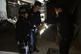 暖心！若羌公安成功救助国家二级保护动物——毛脚鵟图片