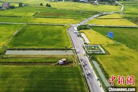 “巴蜀粮仓”水稻高产栽培测产验收 平均亩产864.1公斤图片