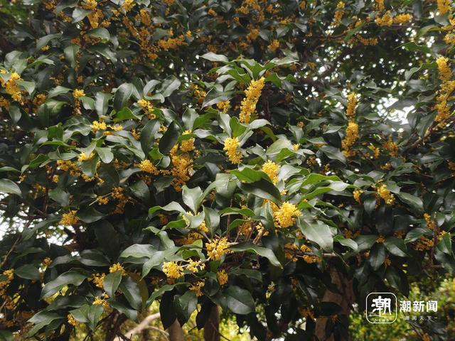 好不容易盼来桂香和天晴，杭州人根本坐不住，“秋日顶流”满觉陇人气火爆