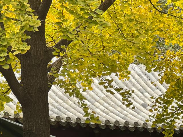 泰山壶天阁银杏披“金衣” 秋日美景引客来