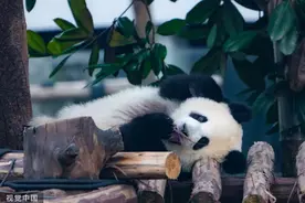 重庆：大熊猫“渝可”“渝爱”纳凉消暑憨态可掬图片