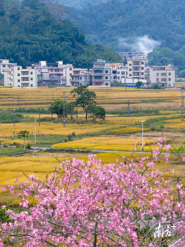 信宜北界：千亩稻田翻金浪，深秋乡村入画来