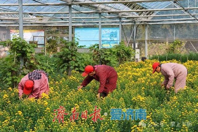 金秋如约，“菊”世无双！平阴盆王菊花文化节暨秋季黄河大集盛大开幕