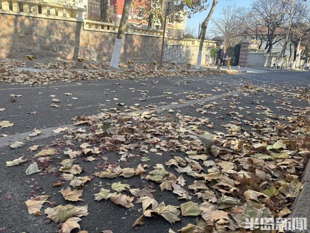 大风拂过八大关，落叶铺就冬日限定美景！