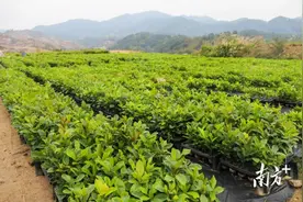 信宜：“百万苗木”蓄势待发，植树造林正当时图片