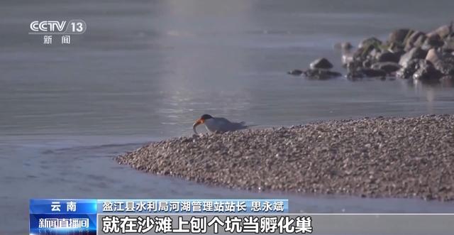 有一种生活叫云南 冬日滇池邀你来一场“观鸥游”