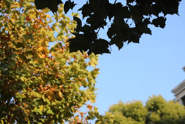 域见上海·域见奉贤｜奉浦秋日限定！这三条宝藏路线，承包所有秋日浪漫，刷爆朋友圈就靠它