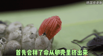 凌晨 3 点，一排绿色虫卵，在我身上孵出 14 个崽！