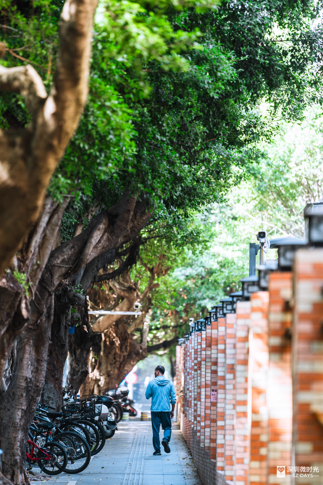 一条荔园路，多少蛇口人的前半生