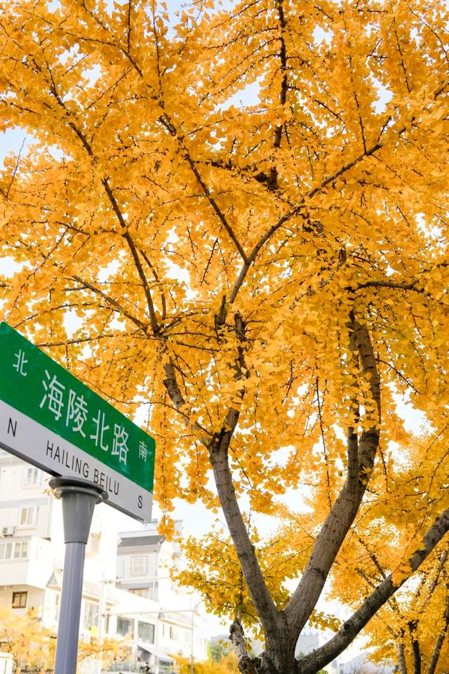 出片率100%！海陵“含金量”在上升！