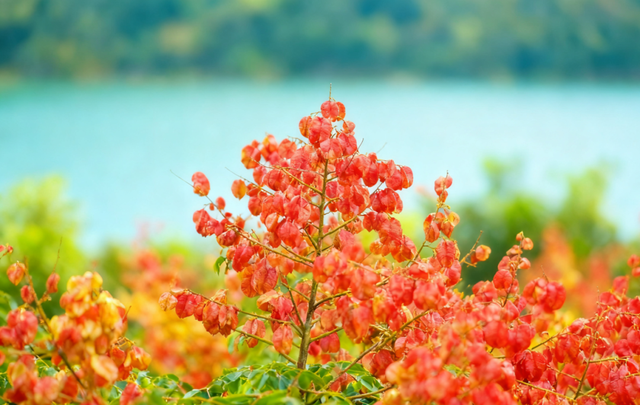 来高明，上秋山！