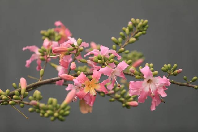 融江河畔“美人树”盛放 粉妆冬日添浪漫